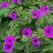Arborix 6 x Geranium Psilostemon - Ooievaarsbek pot 9x9cm - Roze