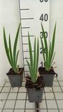 GRDplanten 6x Baardiris - Iris (germ.) 'St. Crispin' | 9x9 cm pot