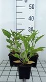 GRDplanten Groendecor Tuinarchitectuur 6x Zonnehoed - Echinacea purp. Lakota Red' | pot 9 x 9 cm