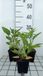 Groendecor Tuinarchitectuur 6x Echinacea purp. Lakota Red | pot 9 x 9 cm