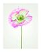 Komar Poppy P069-40 x 50 cm canvas print op canvas woonkamer slaapkamer wanddecoratie zonder lijst Poppy P069-40 x 50 cm