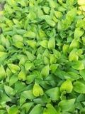 GRDplanten Groendecor Tuinarchitectuur 6x Funkia - Hosta hybr. 'Purple Heart' | 9x9 cm pot