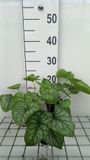 GRDplanten Groendecor Tuinarchitectuur 6x Kaukasische vergeet-mij-nietje - Brunnera macr. 'Mr Morse'® | 9x9 cm pot