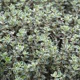 Arborix Bol 6x Thymus citriodorus 'Silver Queen' Pot 9x9cm - Citroentijm