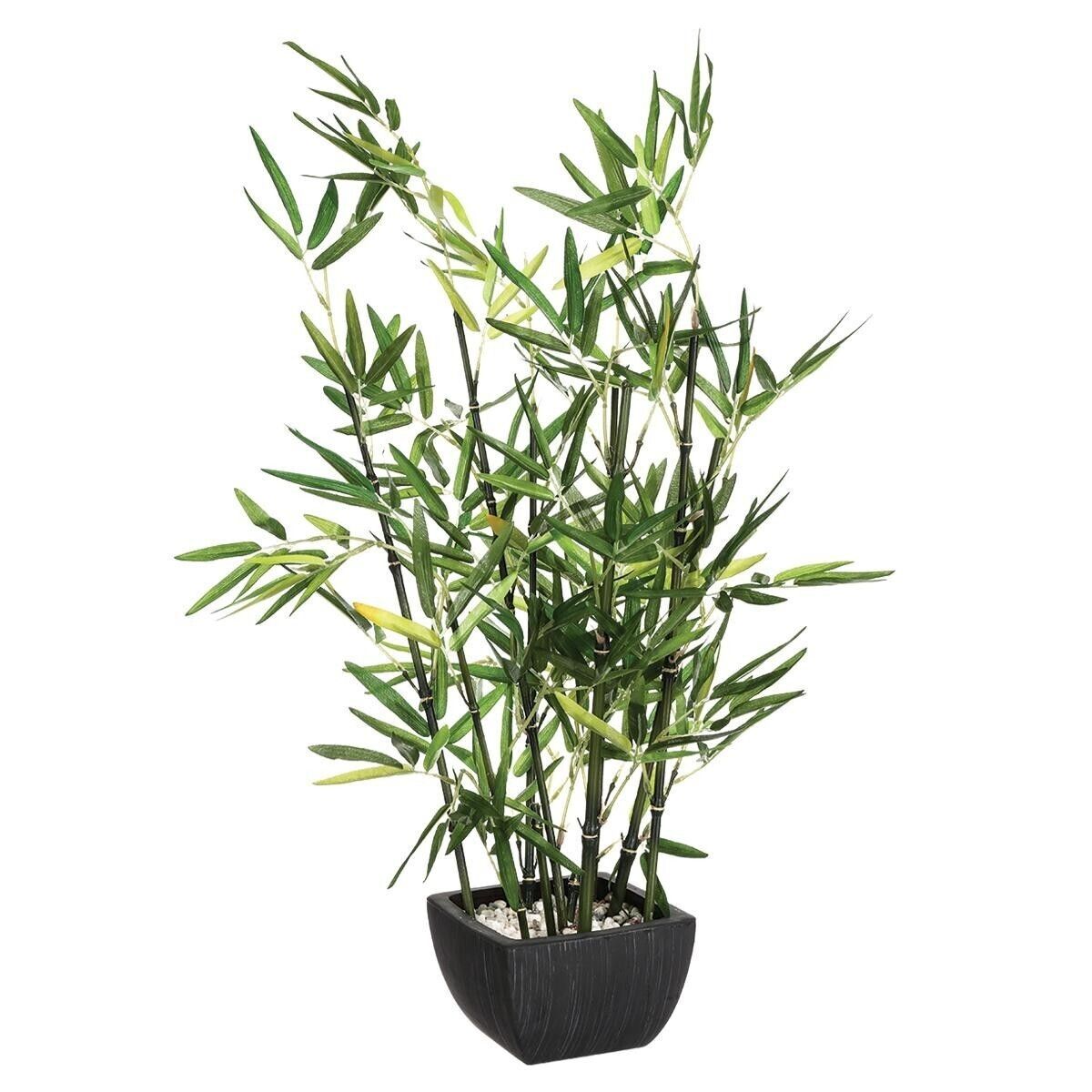 Bamboeplant - (H)70 cm - Incl. zwarte pot