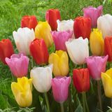Merkloos / Sans marque Dutch Bulbs B.V. Tulpen Bloembollen Winterhard - Budget Mix - 50 stuks - Meerkleurig
