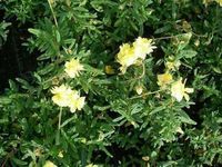 GRDplanten Groendecor Tuinarchitectuur 6x Zonneroosje - Helianthemum hybr. 'Sulph. Plenum' | 9x9 cm pot