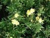 GRDplanten Groendecor Tuinarchitectuur 6x Zonneroosje - Helianthemum hybr. 'Sulph. Plenum' | 9x9 cm pot