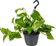Bloomique Epipremnum Aureum Drakenklimop Hangplant