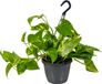Bloomique Epipremnum Aureum Drakenklimop Hangplant