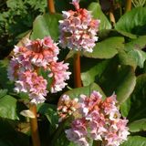 Arborix Bergenia 6 x Bergenia 'Baby Doll'- Schoenlappersplant pot 9x9cm