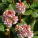 Arborix Bergenia 6 x Bergenia 'Baby Doll'- Schoenlappersplant pot 9x9cm