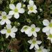 Arenaria Montana 6 x Plant de sable pot 9x9cm