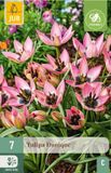Jub - Tulipa danique 7st