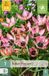 Jub - Tulipa danique 7st