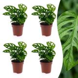 Green Boutiq boutiQ Green Monstera Adansonii - Rhaphidophora Tetrasperma - 4 Planten - Pot 12cm - Hoogte - 25cm