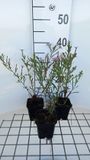 GRDplanten Aster 6x Aster - Aster hybr. 'Pink Star' | 9x9 cm pot