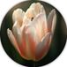 Bloem Muurcirkel - Natuur Schilderij Rond - Forex - 50x50 cm