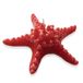 Cereria Di Giorgio - Zeesterkaars - kleur rood - diameter 15 cm - met geschenkzakje - handgemaakt