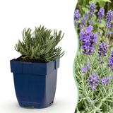 Green boutiQ Lavendel Lavandula ang. Dwarf Blue - 24 Planten - Pot 11cm - Paars