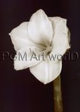 Your Decoration B.V. Impression d'art Prades Fabregat - Bora Bora Flower II 50x70cm