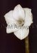 Your Decoration B.V. Impression d'art Prades Fabregat - Bora Bora Flower II 50x70cm