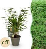 Green boutiQ Bamboe Fargesia Rufa Bladhoudend Niet Woekerend Groen 18 Planten Pot 14cm Hoogte 35cm