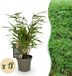 Green boutiQ Bamboe Fargesia Rufa Bladhoudend Niet Woekerend Groen 18 Planten Pot 14cm Hoogte 35cm
