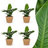 Plantenboetiek.nl | Musa Oriental Dwarf - Dwergbanaan - 4 Planten - met Zeegras Mand - Ø12cm - 30cm hoog