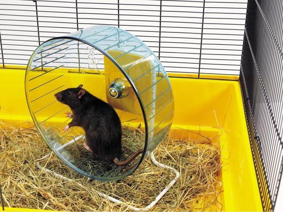 Savic Rolly Giant Knaagdiermolen + Staander Ø27,5 cm - Kunststof - Elke levensfase