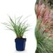 Green boutiQ Miscanthus sin. Red Chief Pampusgras Met Pluim Groen 24 Planten Pot 11cm Hoogte 15-25cm