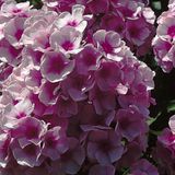 Arborix Phlox 6 x Phlox 'Bright Eyes' - Vlambloem pot 9x9cm