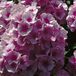 Arborix Phlox 6 x Phlox 'Bright Eyes' - Vlambloem pot 9x9cm