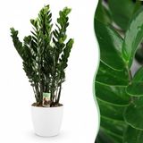 Green boutiQ Kamerplant Zamioculcas Zamiifolia Groen Weinig onderhoud 1 Plant met Potter Wit Pot 21cm Hoogte 80-90cm