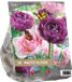 Baltus Urban Flowers Pretty in Pink Tulips - 12 Bulbs