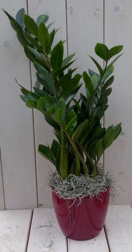 Warentuin natuurlijk Zamioculcas in donkerrode pot 55 cm