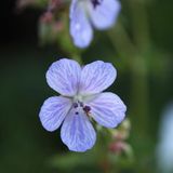 Arborix Geranium 6 x Geranium Pratense 'Mrs Kendall Clark' - Ooievaarsbek pot 9x9cm - Blauwe bloemen
