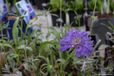 GRDplanten Groendecor Tuinarchitectuur 6x Duifkruid - Scabiosa caucasica ‘Perfecta’ | 9x9 cm pot