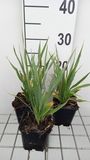 6x Eryngium yuccifolium | pot de 9x9 cm