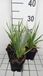 6x Eryngium yuccifolium | pot de 9x9 cm