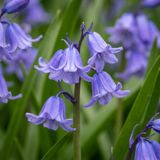 Green boutiQ 80x Hyacinthoides non Scripta Wilde hyacint Blauw Verwilderingsbol Bolmaat 7/8