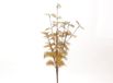 HBX natural living kunsttak decoratie Euca Cinerea goud 40x25cm.