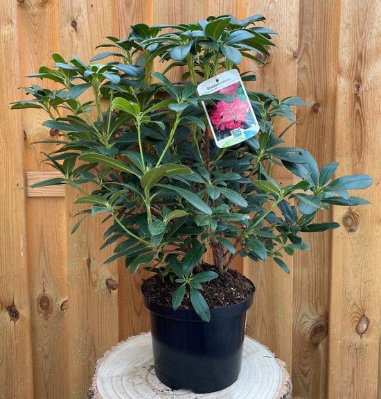 Warentuin natuurlijk - Rhododendron Scyphocalix