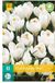 jub X 10 Crocus Jeanne d'Arc