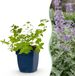 Green boutiQ Kattenkruid - Nepeta faassenii - Bijen- en vlinderlokkers - Paars - 12 Planten - Pot 11cm