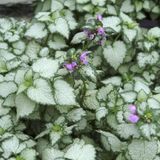 Arborix Lamium Maculatum 'Beacon Silver' 6 x pot 9x9cm