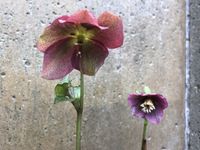 GRDplanten Groendecor Tuinarchitectuur 6x Nieskruid - Helleborus orientalis 'Red Hybrids' | 9x9 cm pot