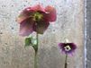 GRDplanten Groendecor Tuinarchitectuur 6x Nieskruid - Helleborus orientalis 'Red Hybrids' | 9x9 cm pot
