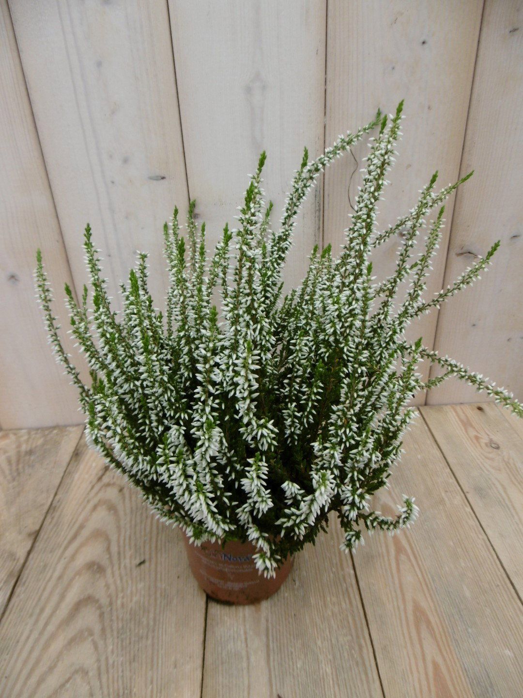 Warentuin Natuurlijk Heide Calluna wit 3 stuks
