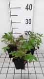 GRDplanten Groendecor Tuinarchitectuur 6x Mourasspirea - Filipendula ulm. 'Plena' | 9x9 cm pot